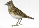 http://dasha46.narod.ru/Encyclopedic_Knowledge/Biology/Animals/Birds/2/Zhavoronok1.jpg